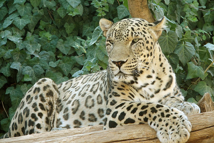 Armenia Animals - Caucasian Leopard