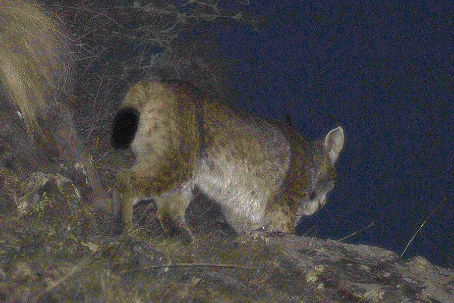 Armenia Animals - Caucasus Lynx