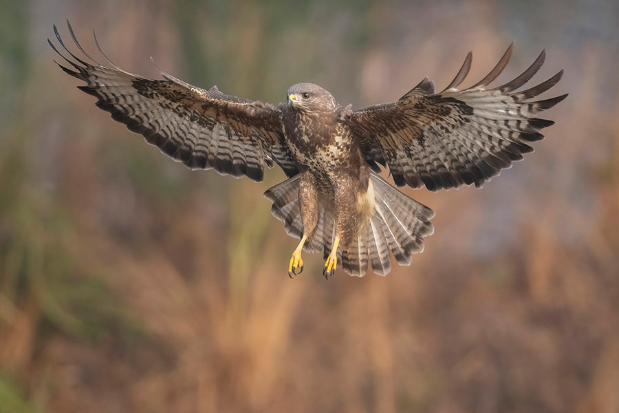 Armenia Animals - Common Buzzard