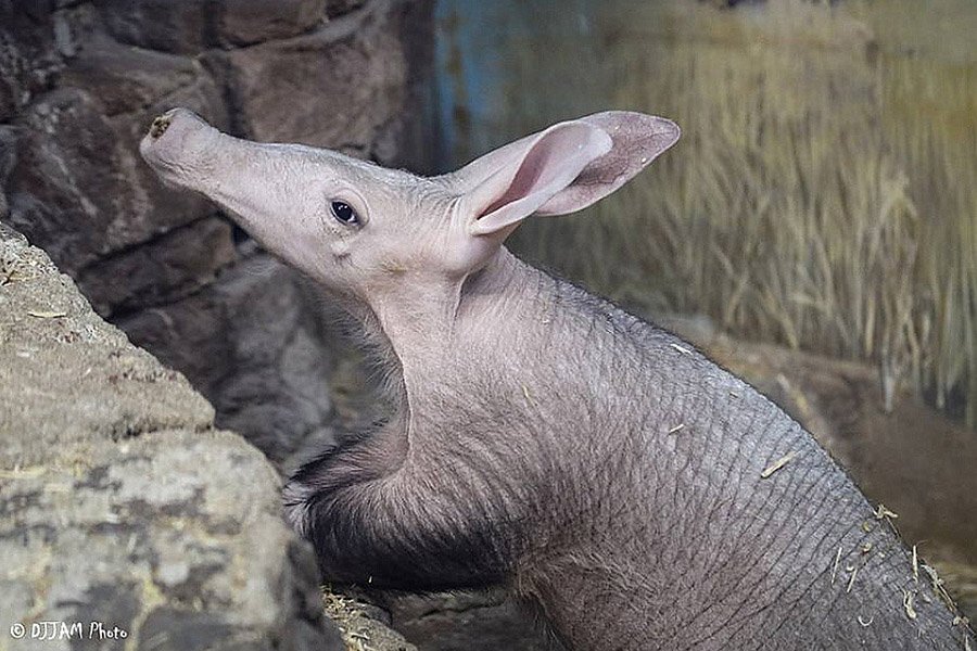 Baby aardvark