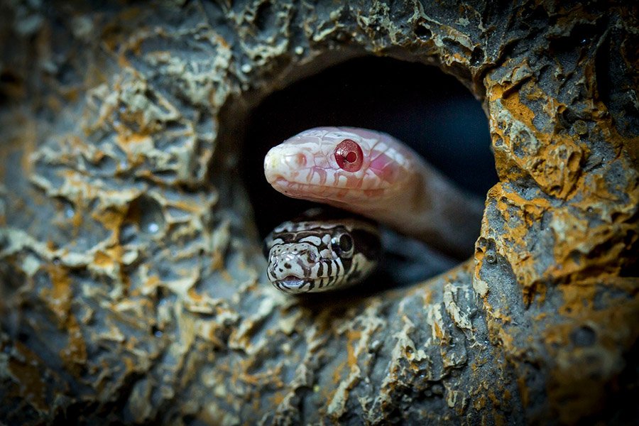 Baby pet snakes