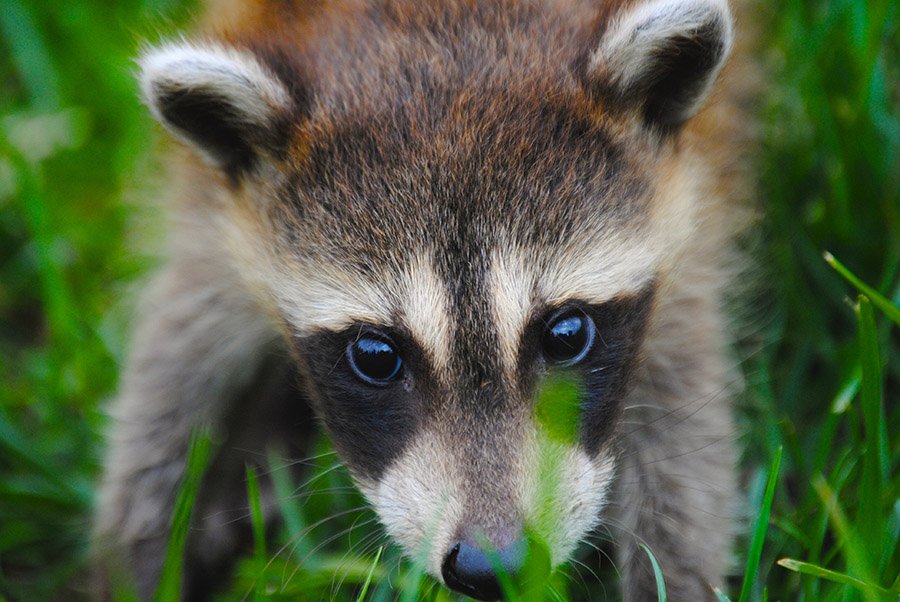 Baby raccoon face