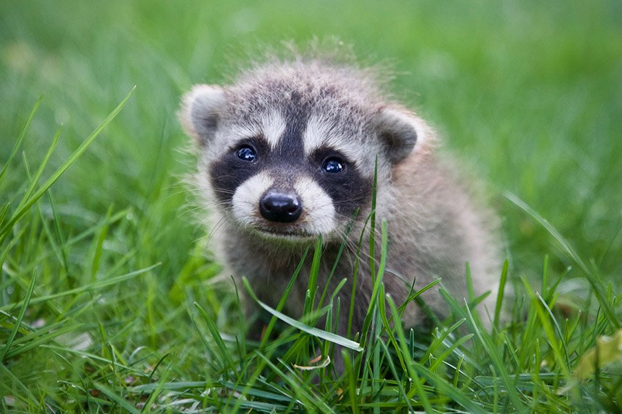 Baby raccoon in grass