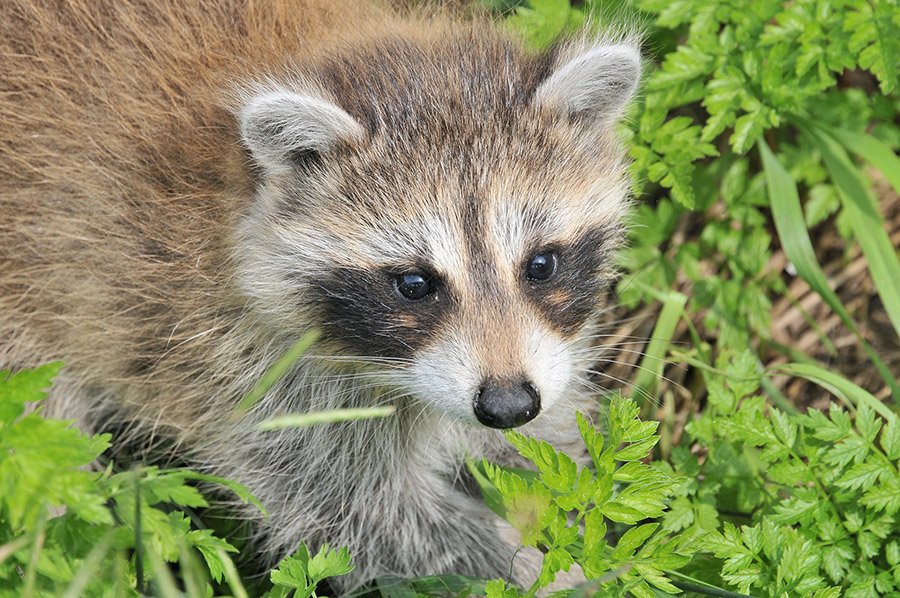 Baby raccoon portrait