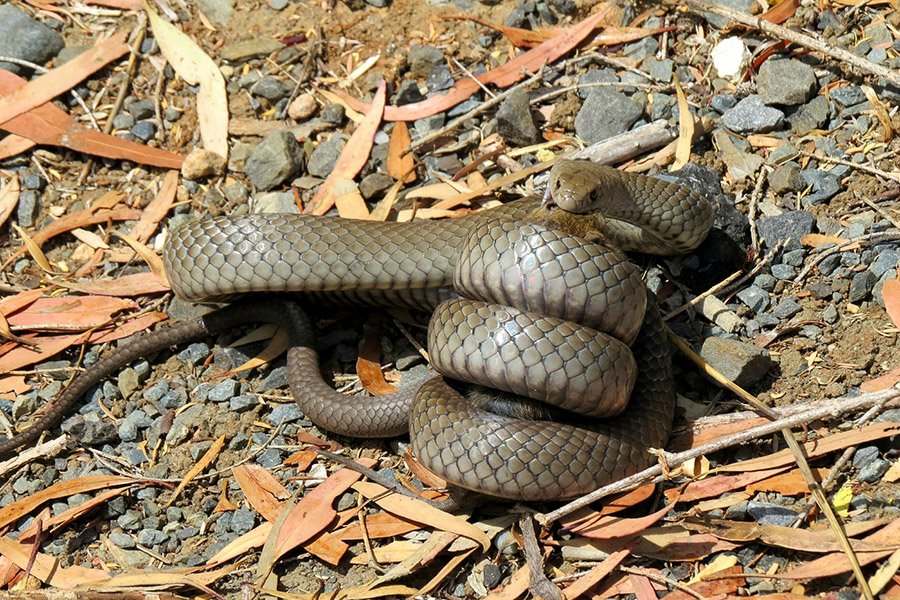 Brown snake eating a rat