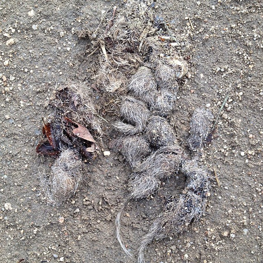 Coyote Poop