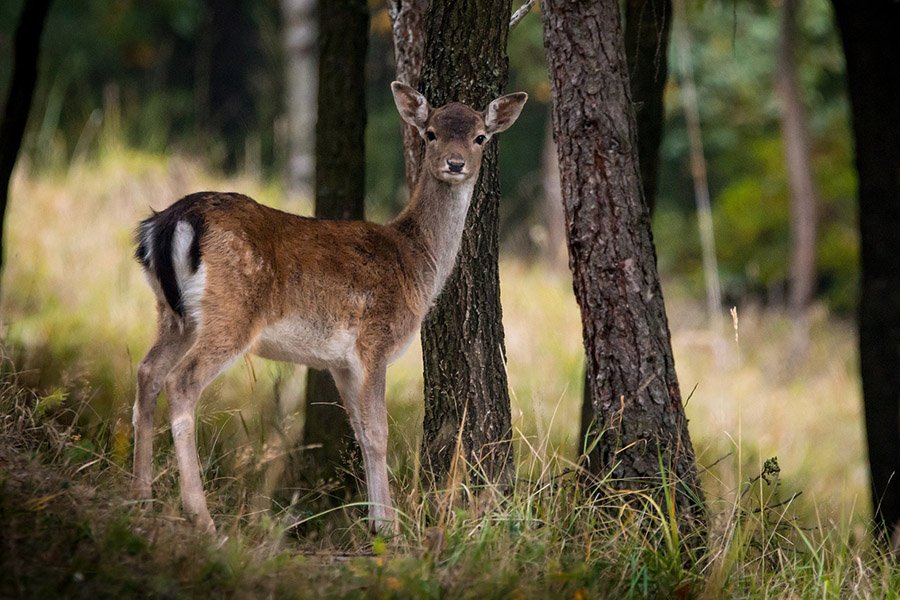 European fallow deer