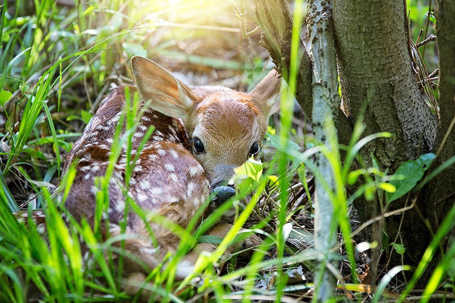 Fawn hidden in the forest