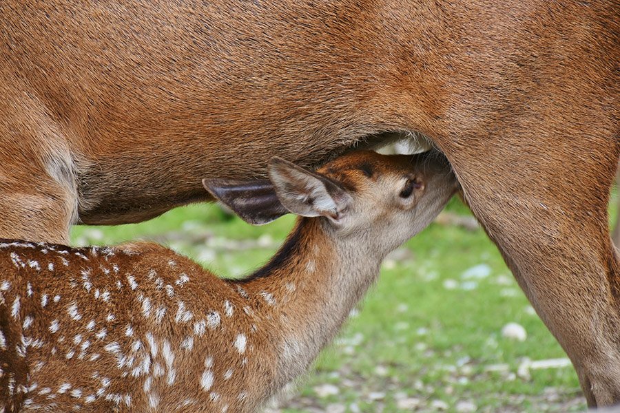 Fawn suckling