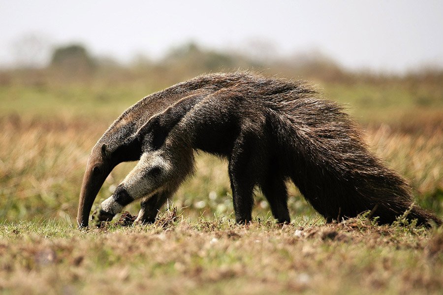 Giant anteater