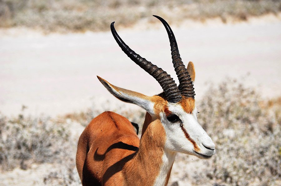 Horns on a springbok
