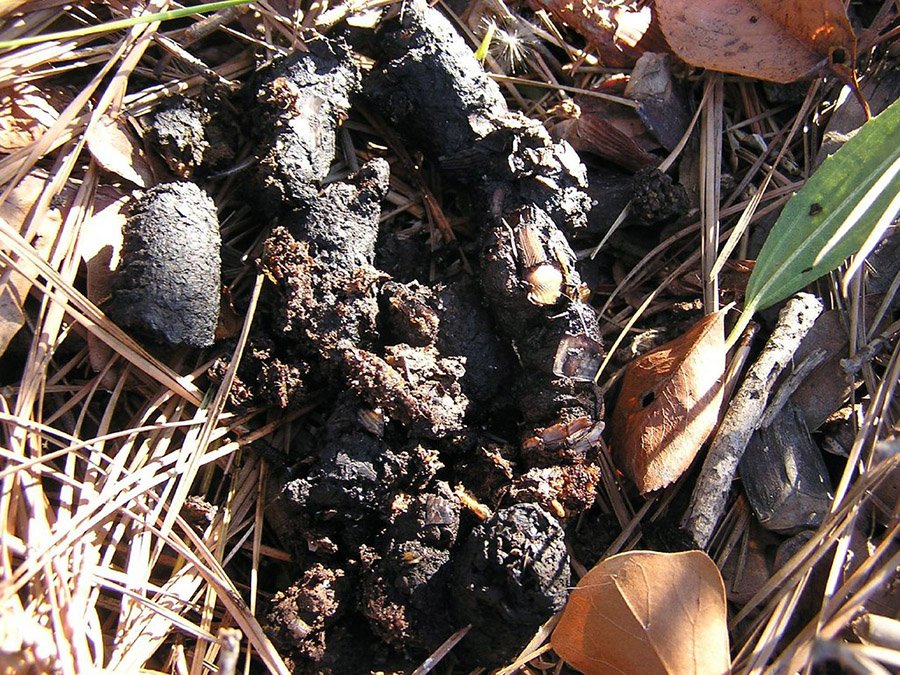 Raccoon Poop
