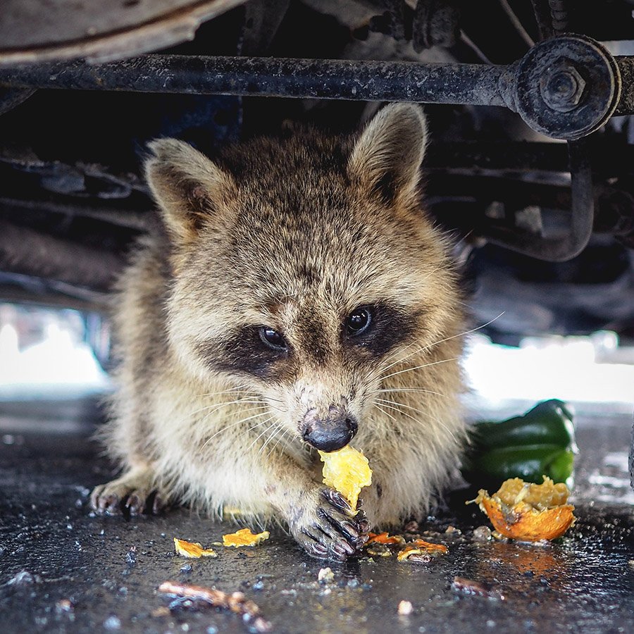 Raccoon eating a fruit