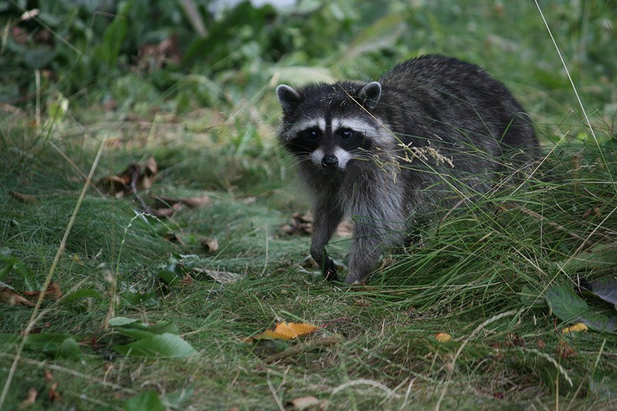 Raccoon encounter