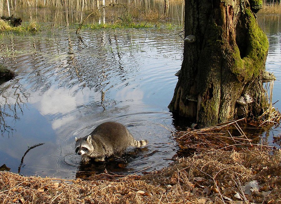 Raccoon in a lake