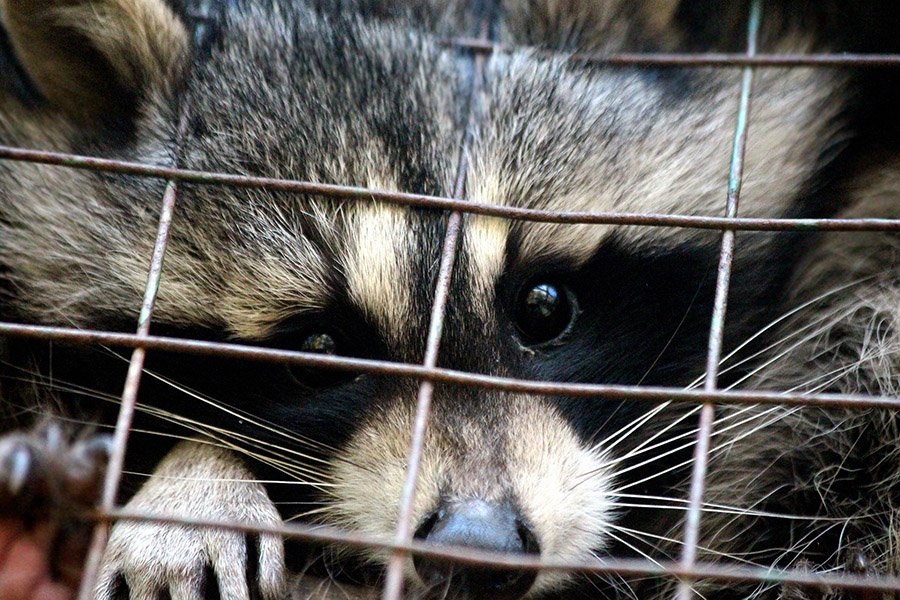 Raccoon in cage