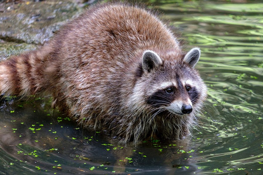 Raccoon in water
