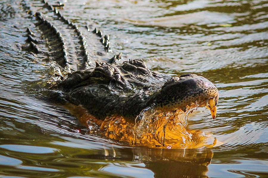 Raccoon predators - Alligator