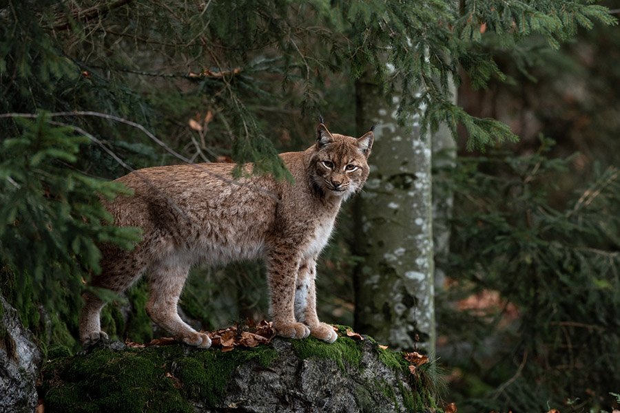 Raccoon predators - Bobcat