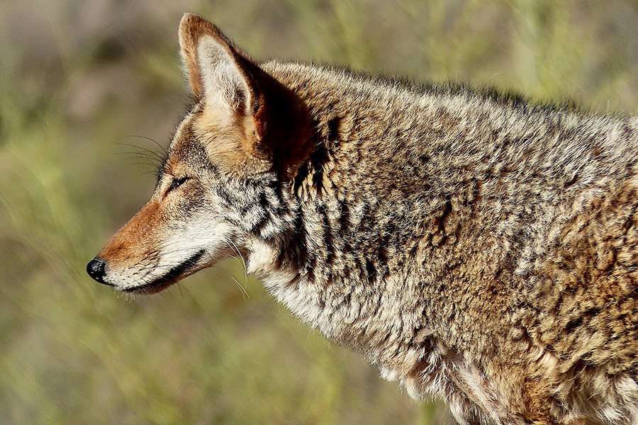 Raccoon predators - Coyote