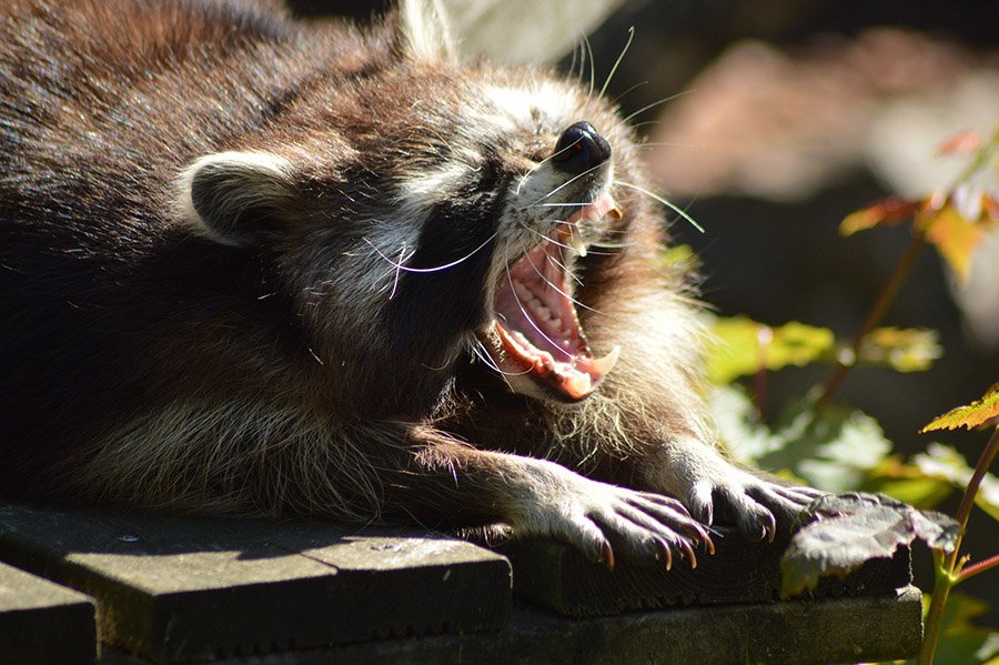 Raccoon showing teeth