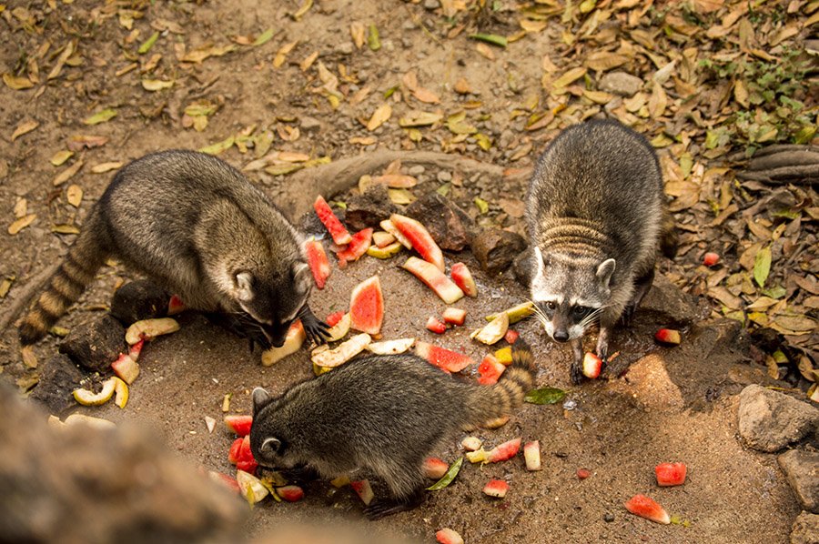 Raccoons eating fruits