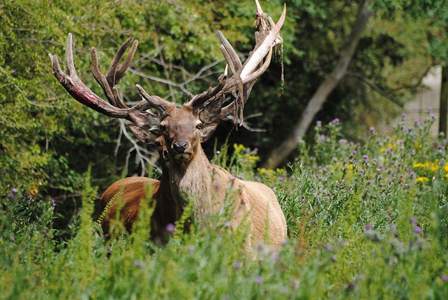 Red stag shedding velvet