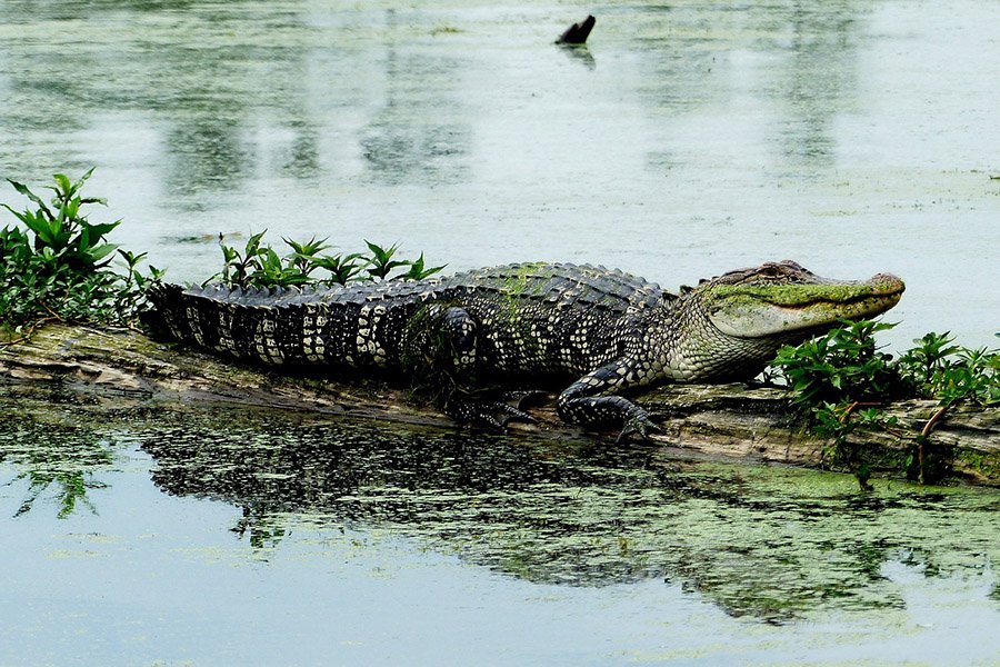 Snake predators - Alligator