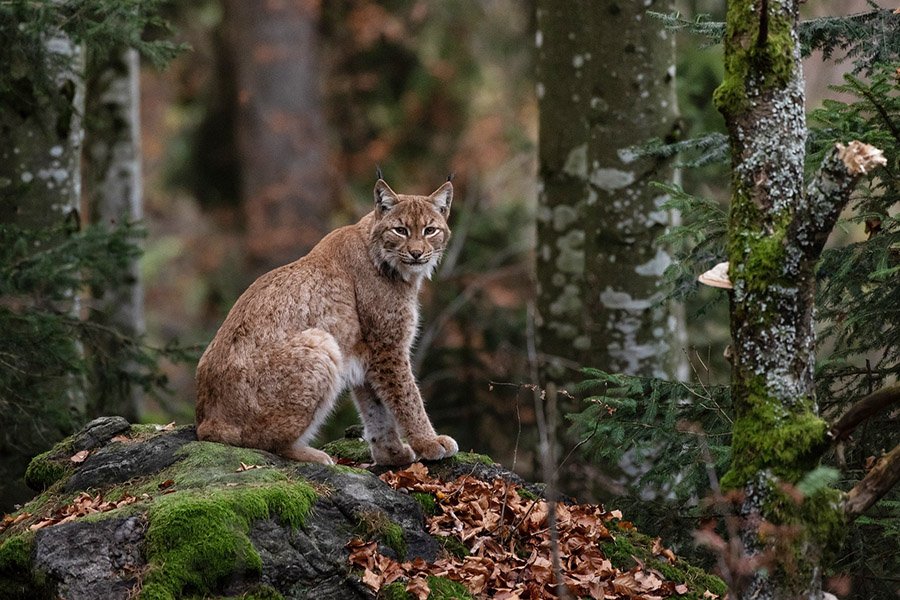 Snake predators - Bobcat