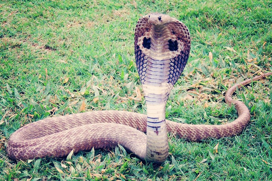 Snake predators - King Cobra