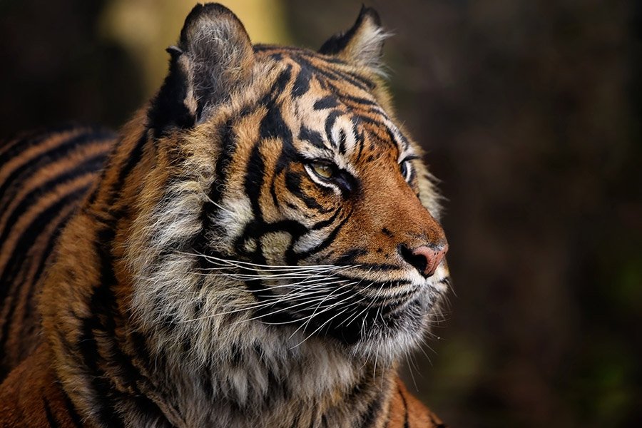 Sumatran Tiger