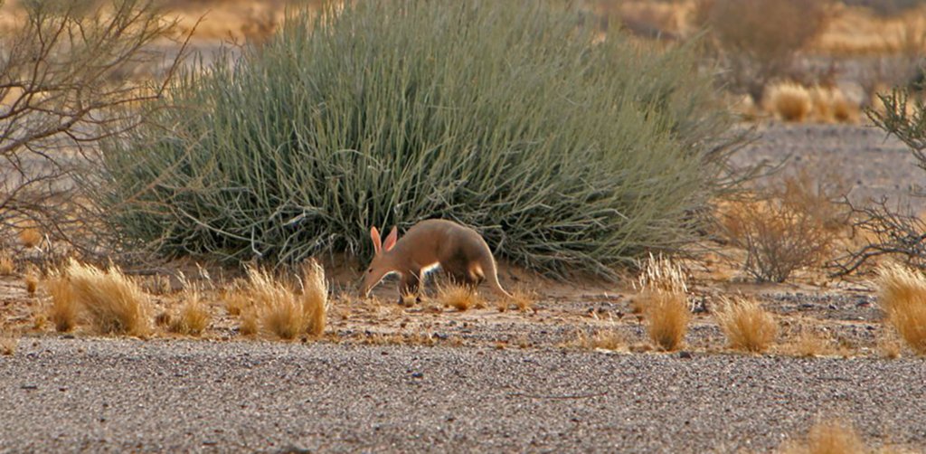 Where do aardvarks live - Hero