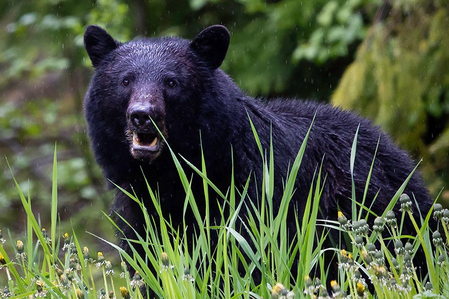 Wolf predators - Black bear