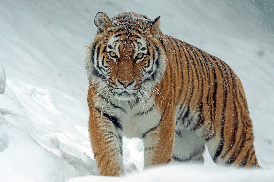 Wolf predators - Siberian Tiger
