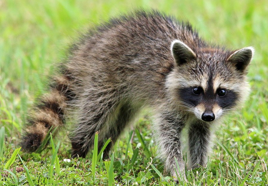 Young raccoon