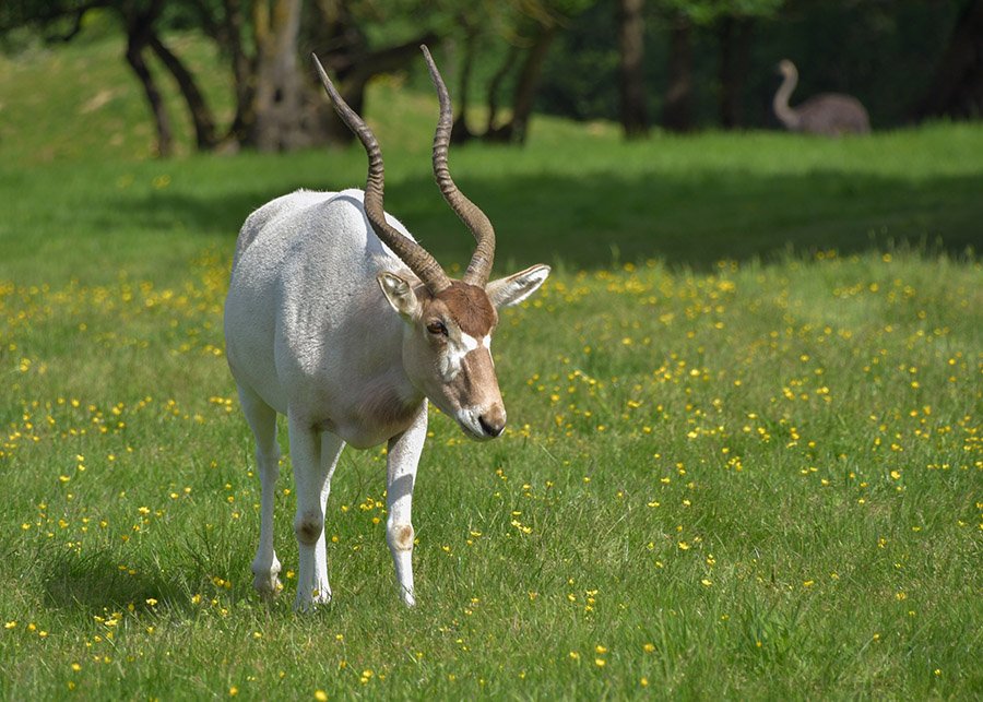 Addax in a field