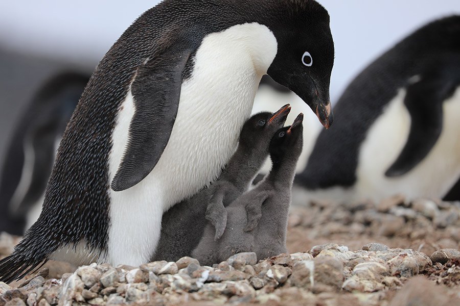 Adelie penguin and chicks in their nest