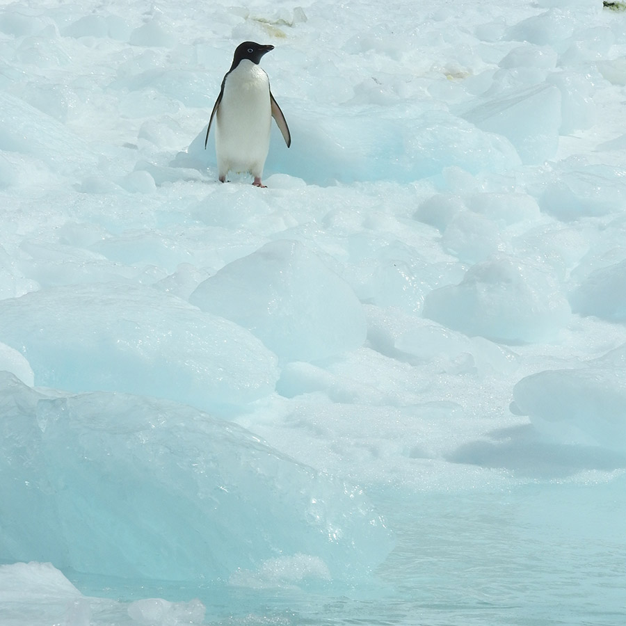 Adelie penguin on an iceberg