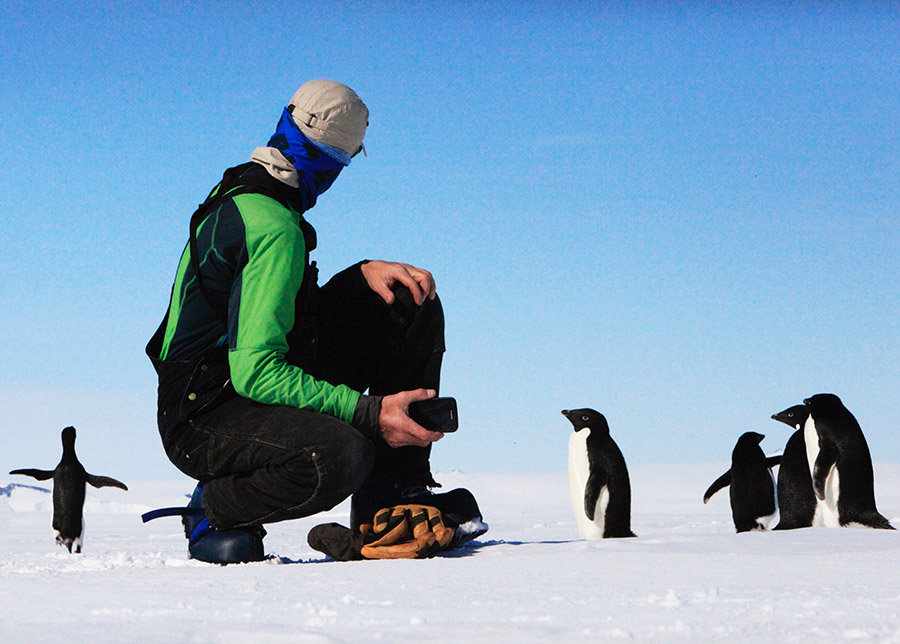 Adelie penguins with a tourist
