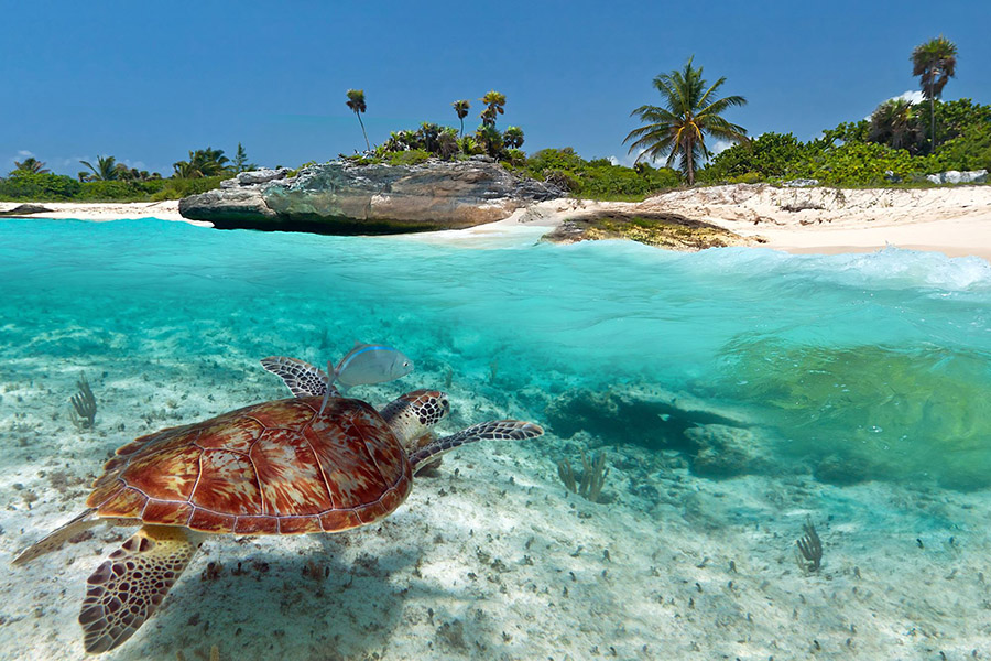 sea turtle in Mexico