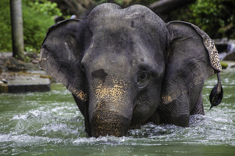 Bangladesh Animals - Asian Elephant