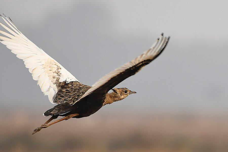 Bangladesh Animals - Bengal Florican