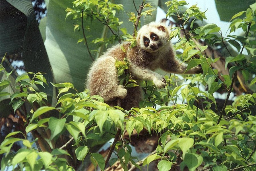 Bangladesh Animals - Bengal Slow Loris