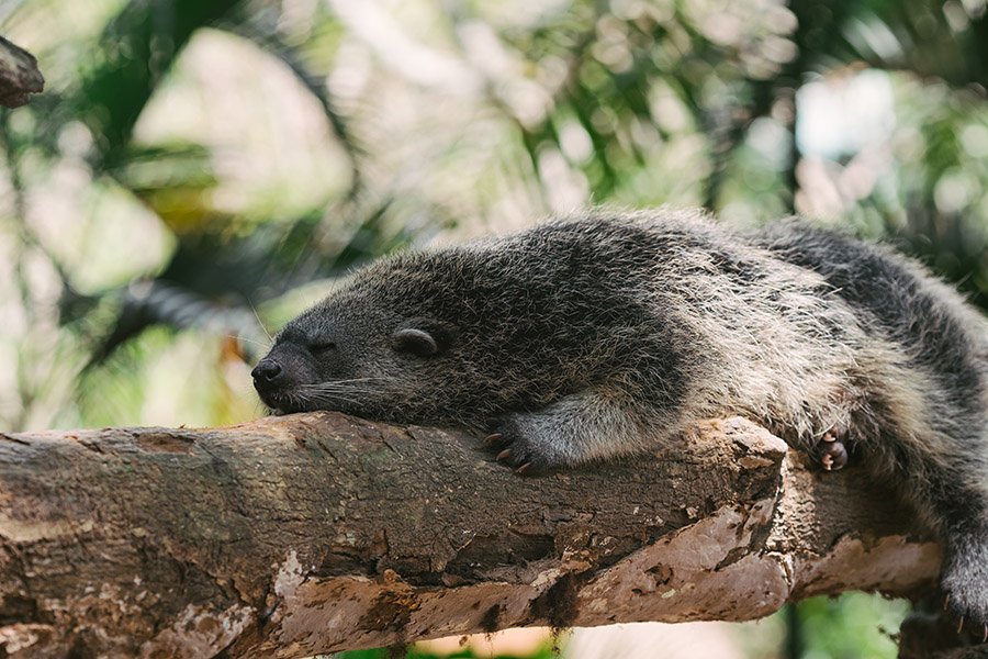 Bangladesh Animals - Binturong