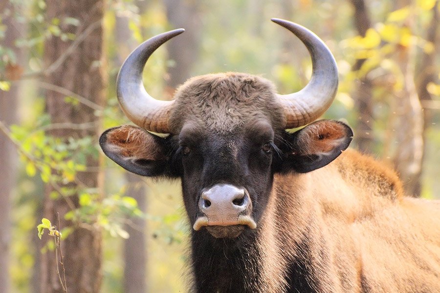 Bangladesh Animals - Gaur