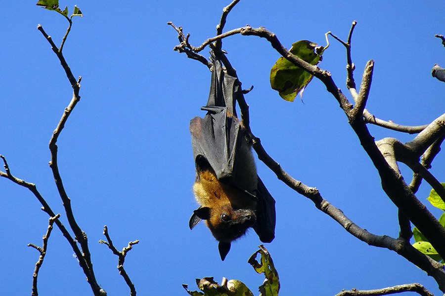 Bangladesh Animals - Indian Flying Fox