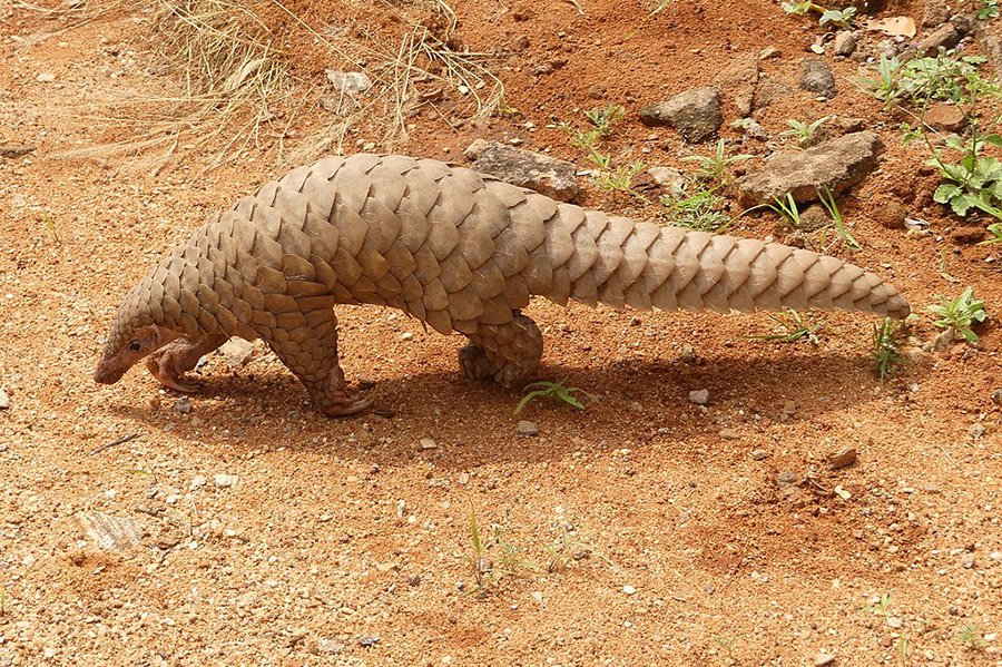 Bangladesh Animals - Indian Pangolin