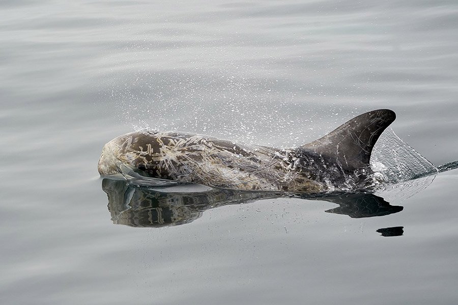 Bangladesh Animals - Risso’s Dolphin