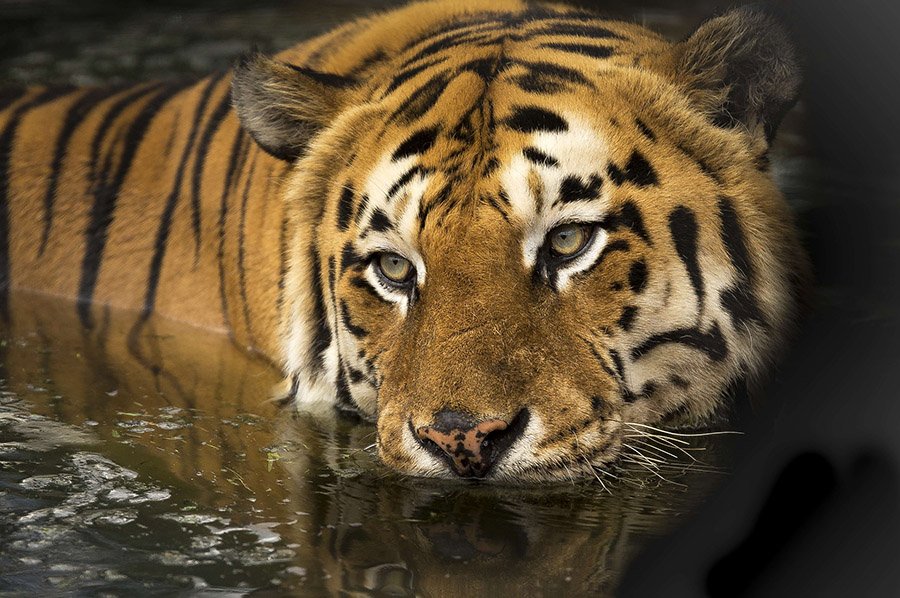 Bangladesh Animals - Tiger