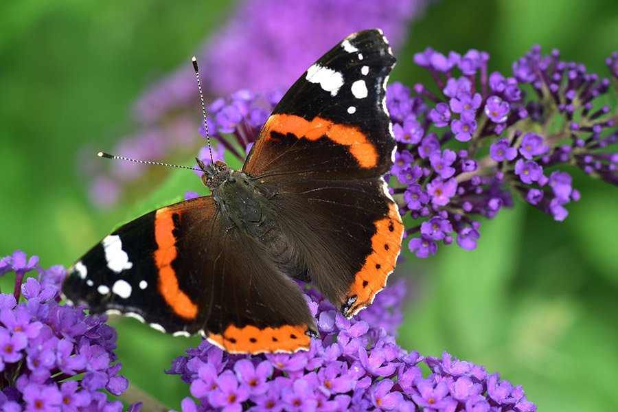 Belarus Animals - Admiral Butterfly